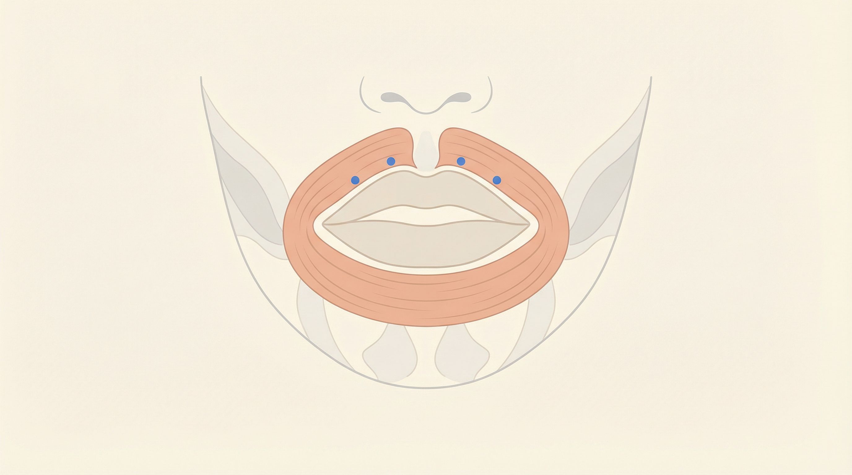 Lip anatomy diagram showing orbicularis oris muscle and injection points for Botox lip flip